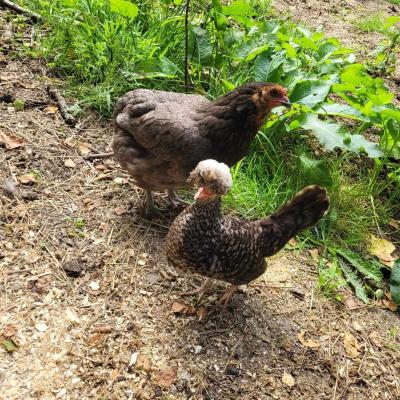 Poules de Certines