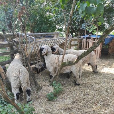 Moutons de Jasseron