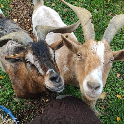 Merlin et Gandalf de Montrevel en Bresse